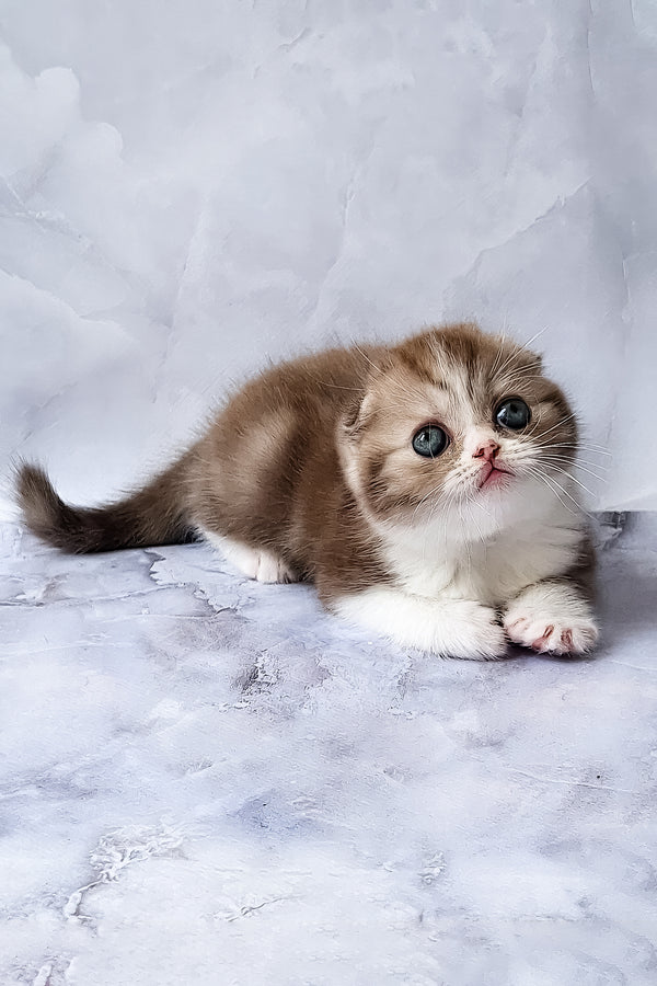 Angelo | Scottish Fold Kitten