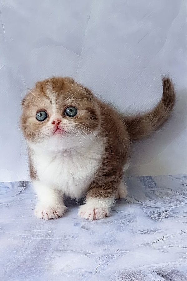 Angelo | Scottish Fold Kitten
