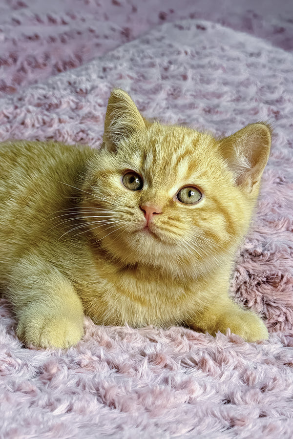 Amur | British Shorthair Kitten