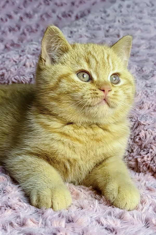 Amur | British Shorthair Kitten