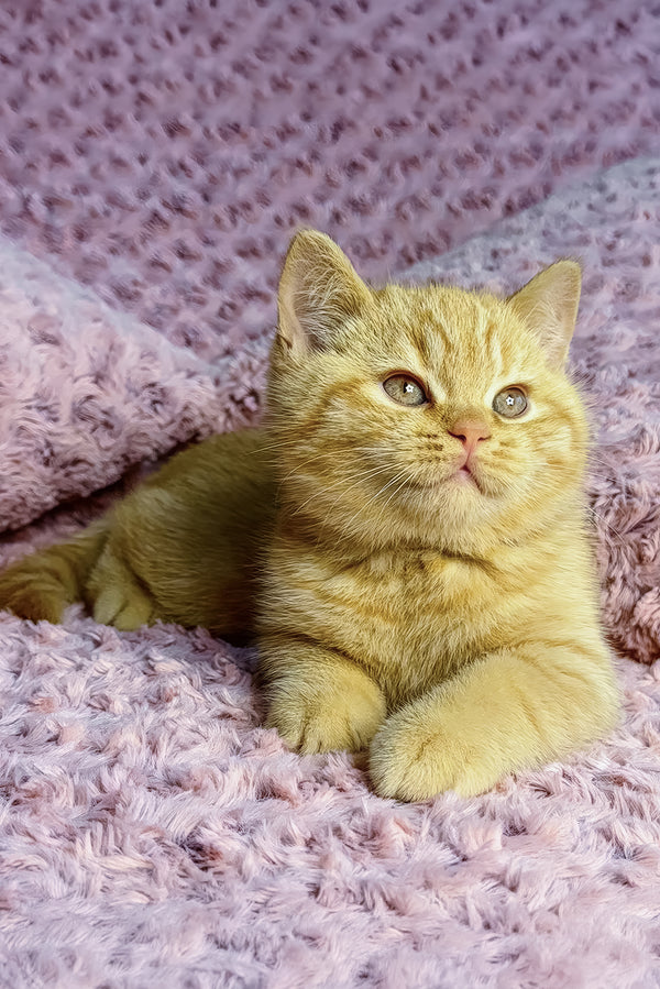 Amur | British Shorthair Kitten