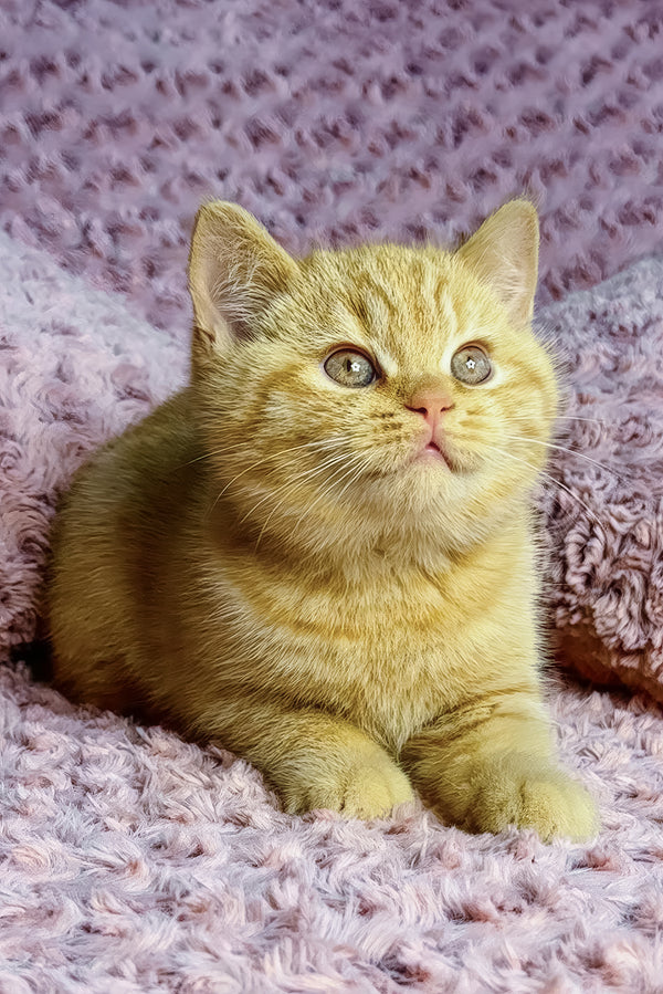Amur | British Shorthair Kitten