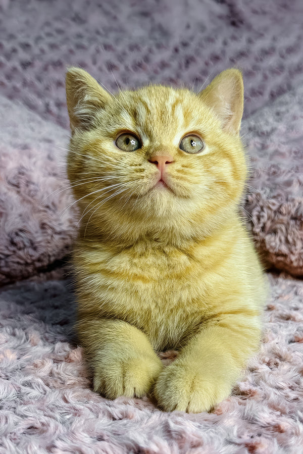 Amur | British Shorthair Kitten