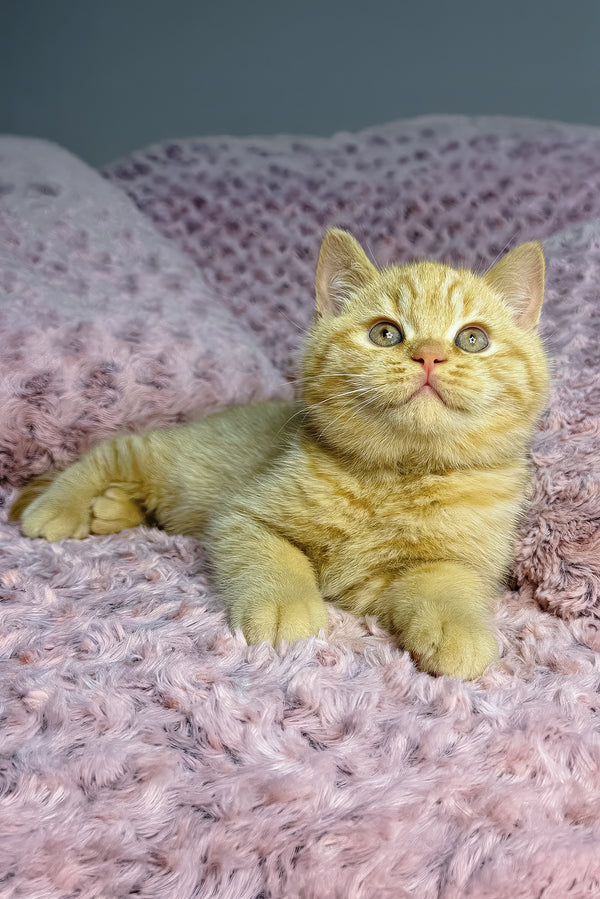 Amur | British Shorthair Kitten