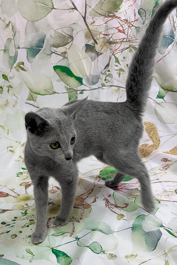 Angelika | Russian Blue Kitten