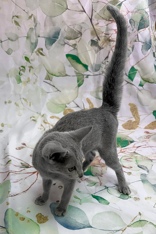 Angelika | Russian Blue Kitten