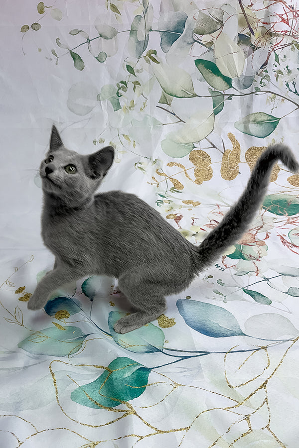 Angelika | Russian Blue Kitten