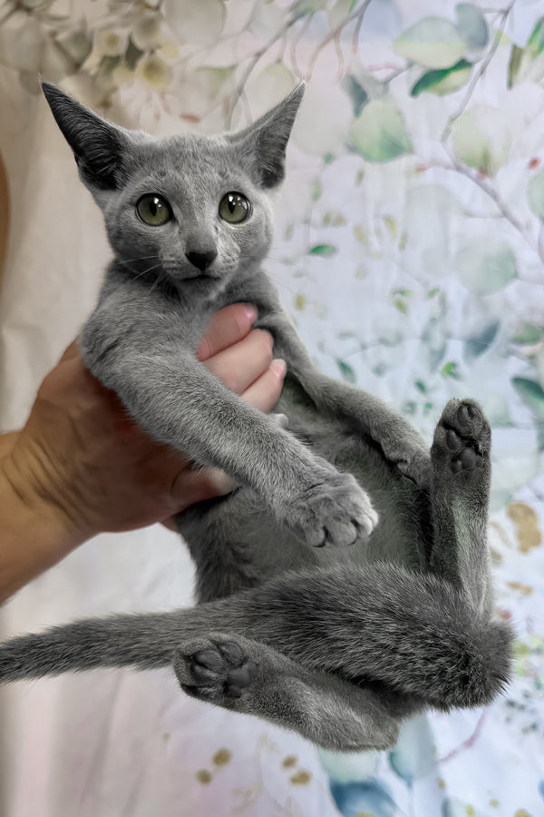 Angelika | Russian Blue Kitten