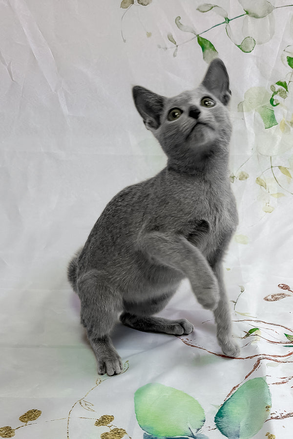 Angelika | Russian Blue Kitten