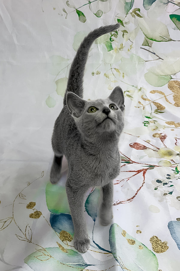 Angelika | Russian Blue Kitten