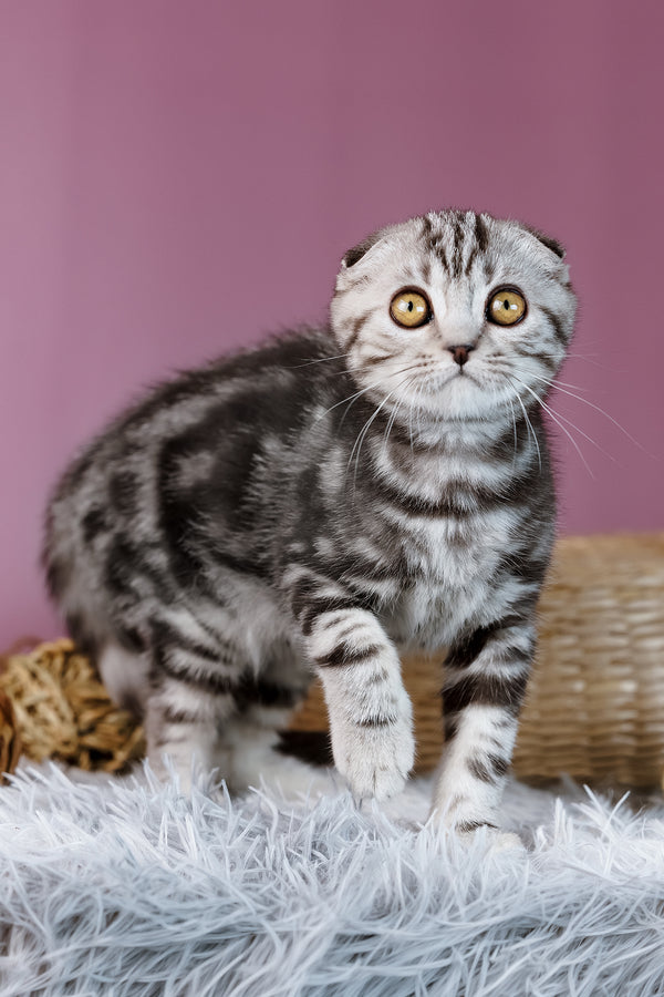Anita | Scottish Fold Kitten