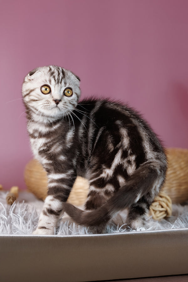 Anita | Scottish Fold Kitten