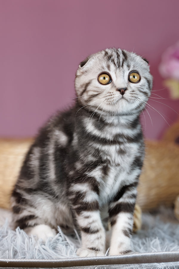 Anita | Scottish Fold Kitten
