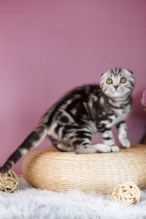 Anita | Scottish Fold Kitten