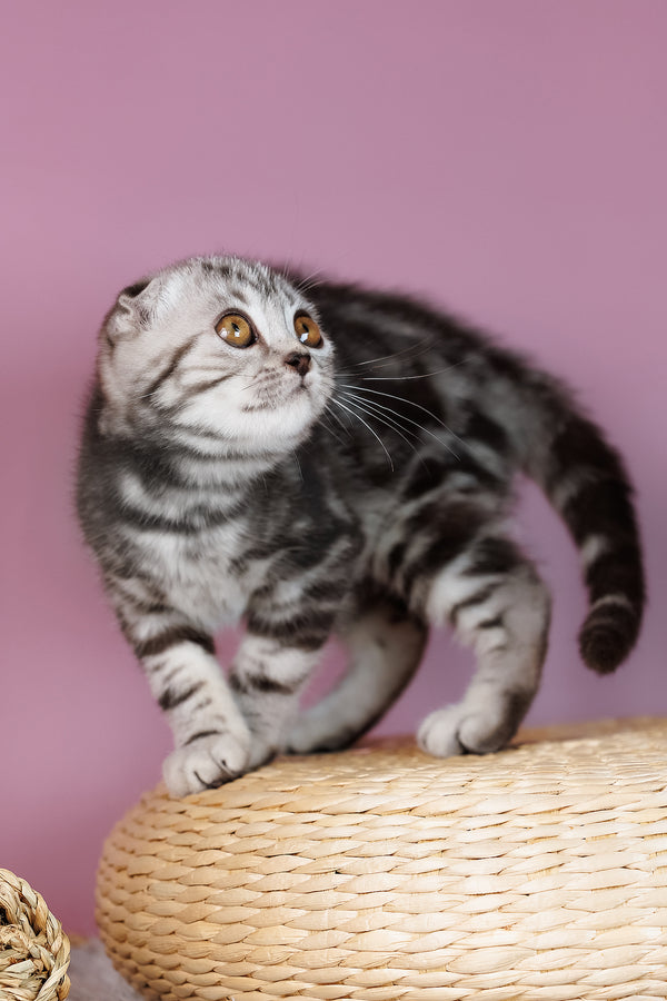 Anita | Scottish Fold Kitten