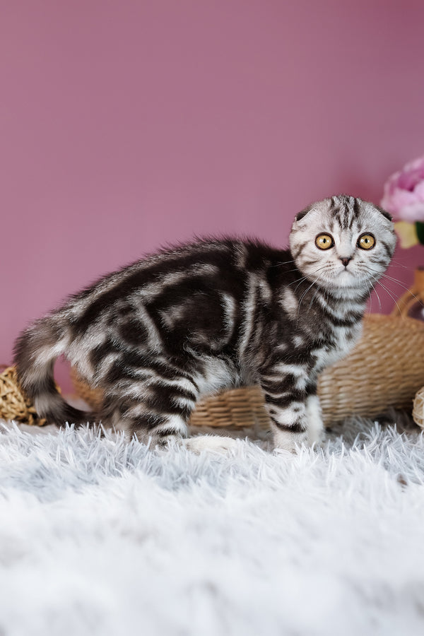 Anita | Scottish Fold Kitten