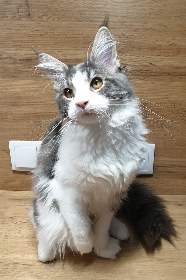 Antarktida | Maine Coon Kitten