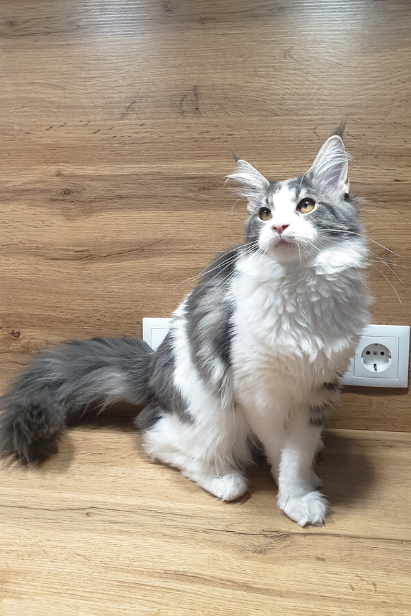 Antarktida | Maine Coon Kitten