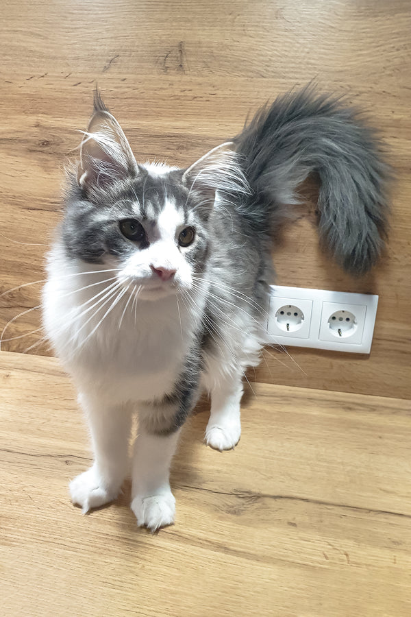 Antarktida | Maine Coon Kitten