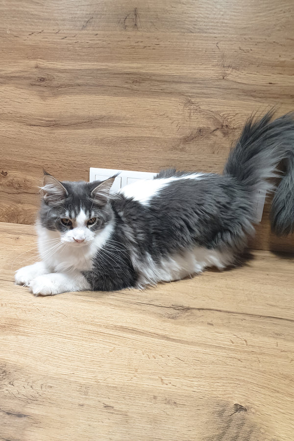 Antarktida | Maine Coon Kitten