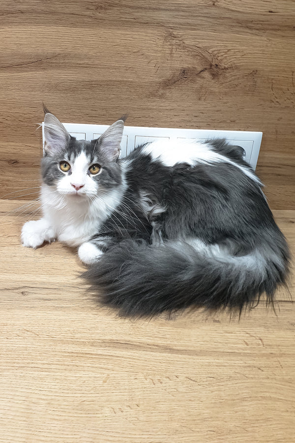 Antarktida | Maine Coon Kitten