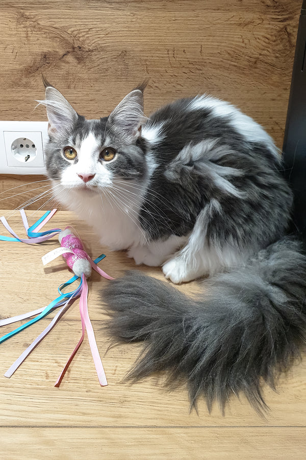 Antarktida | Maine Coon Kitten