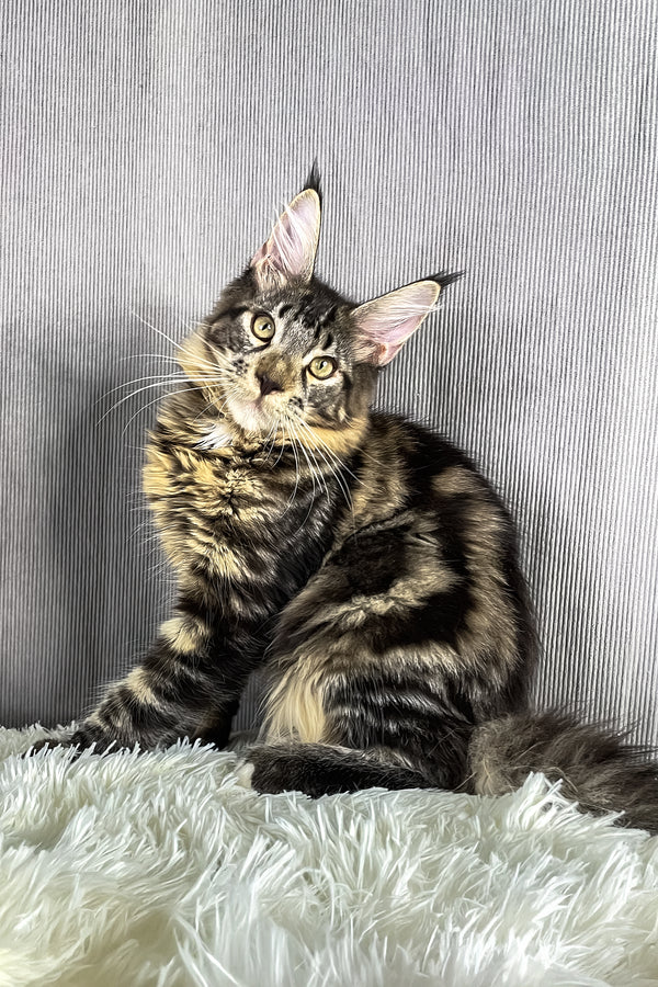 Anton | Maine Coon Kitten