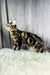 Anton | Maine Coon Kitten