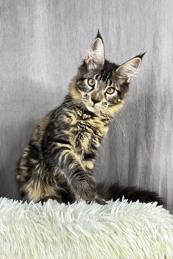 Anton | Maine Coon Kitten