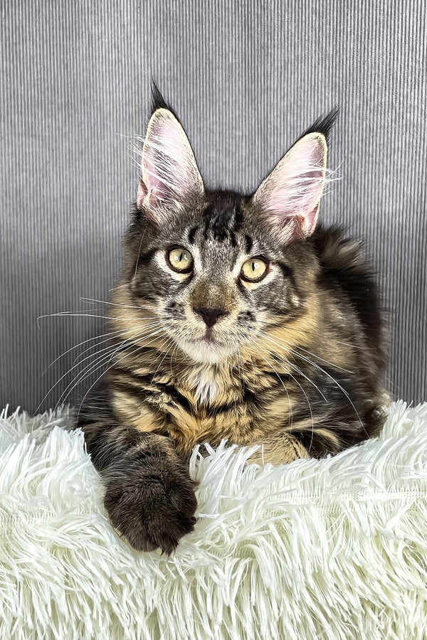 Anton | Maine Coon Kitten