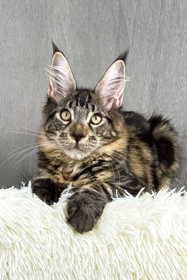 Anton | Maine Coon Kitten