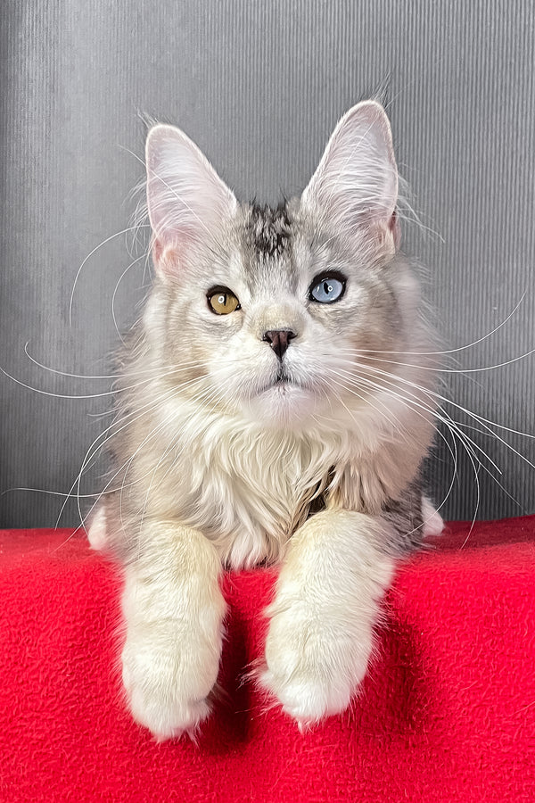 Anyuta | Maine Coon Kitten