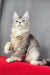 Anyuta | Maine Coon Kitten