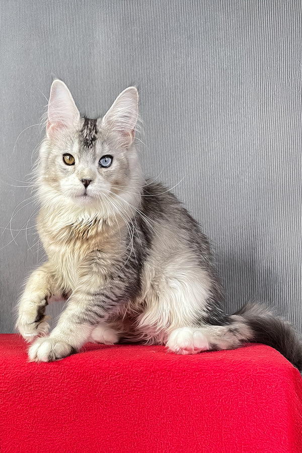 Anyuta | Maine Coon Kitten