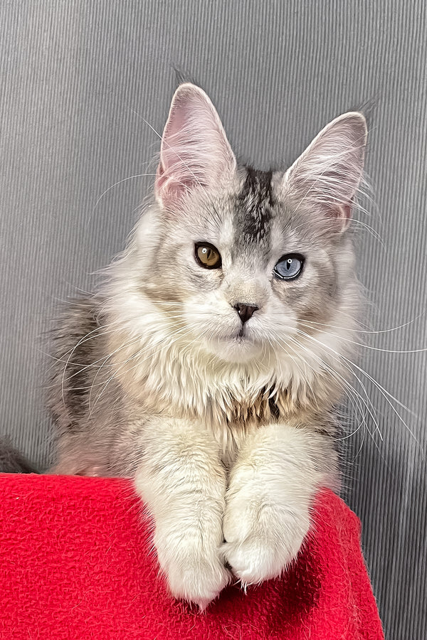 Anyuta | Maine Coon Kitten