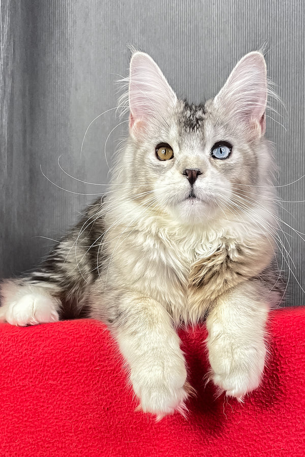 Anyuta | Maine Coon Kitten