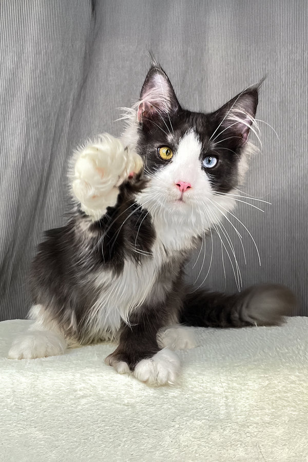Aphrodite | Polydactyl Maine Coon Kitten