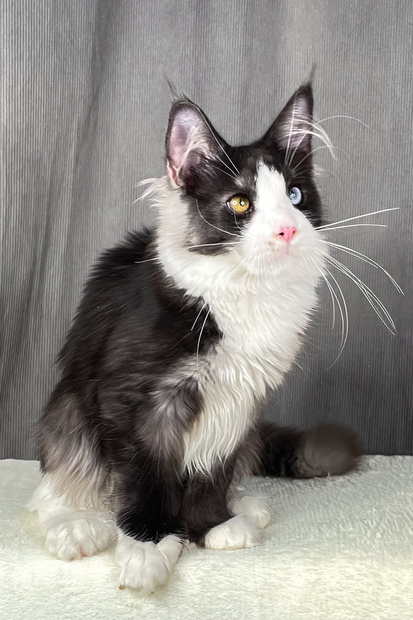 Aphrodite | Polydactyl Maine Coon Kitten