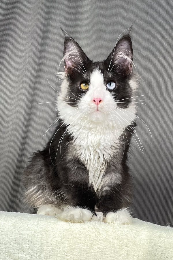 Aphrodite | Polydactyl Maine Coon Kitten