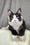 Aphrodite | Polydactyl Maine Coon Kitten