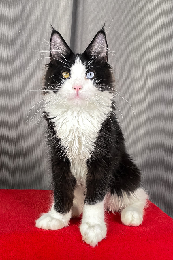 Apollo | Maine Coon Kitten