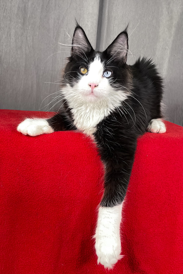 Apollo | Maine Coon Kitten