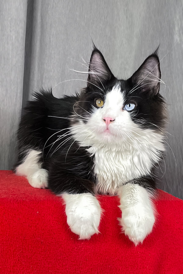 Apollo | Maine Coon Kitten