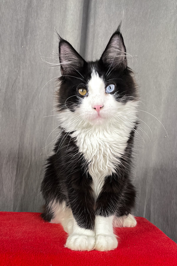 Apollo | Maine Coon Kitten