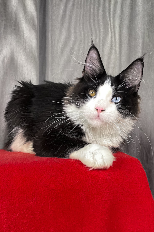 Apollo | Maine Coon Kitten