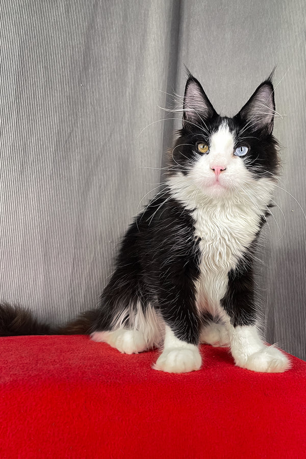 Apollo | Maine Coon Kitten