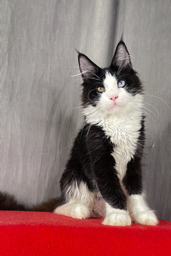 Apollo | Maine Coon Kitten