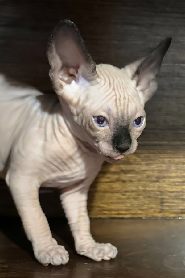 Apollo | Canadian Sphynx Kitten
