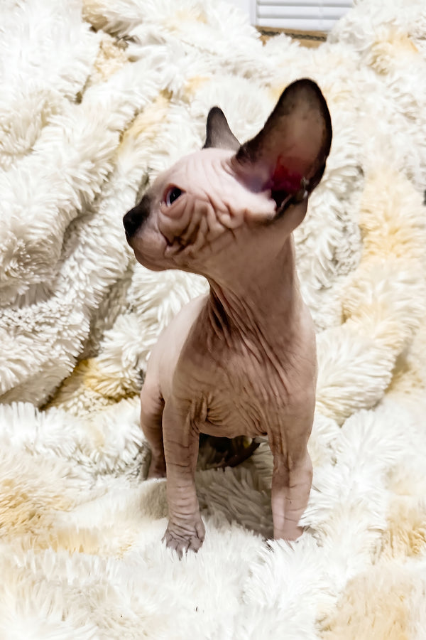 Apollo | Canadian Sphynx Kitten