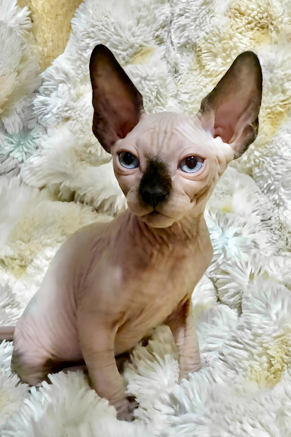 Apollo | Canadian Sphynx Kitten